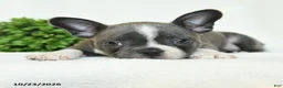 Boston Terrier dogs for sale: Griffin - Ad 2