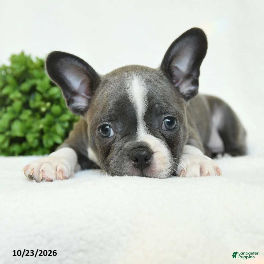 Boston Terrier dogs for sale: Griffin - Ad 2