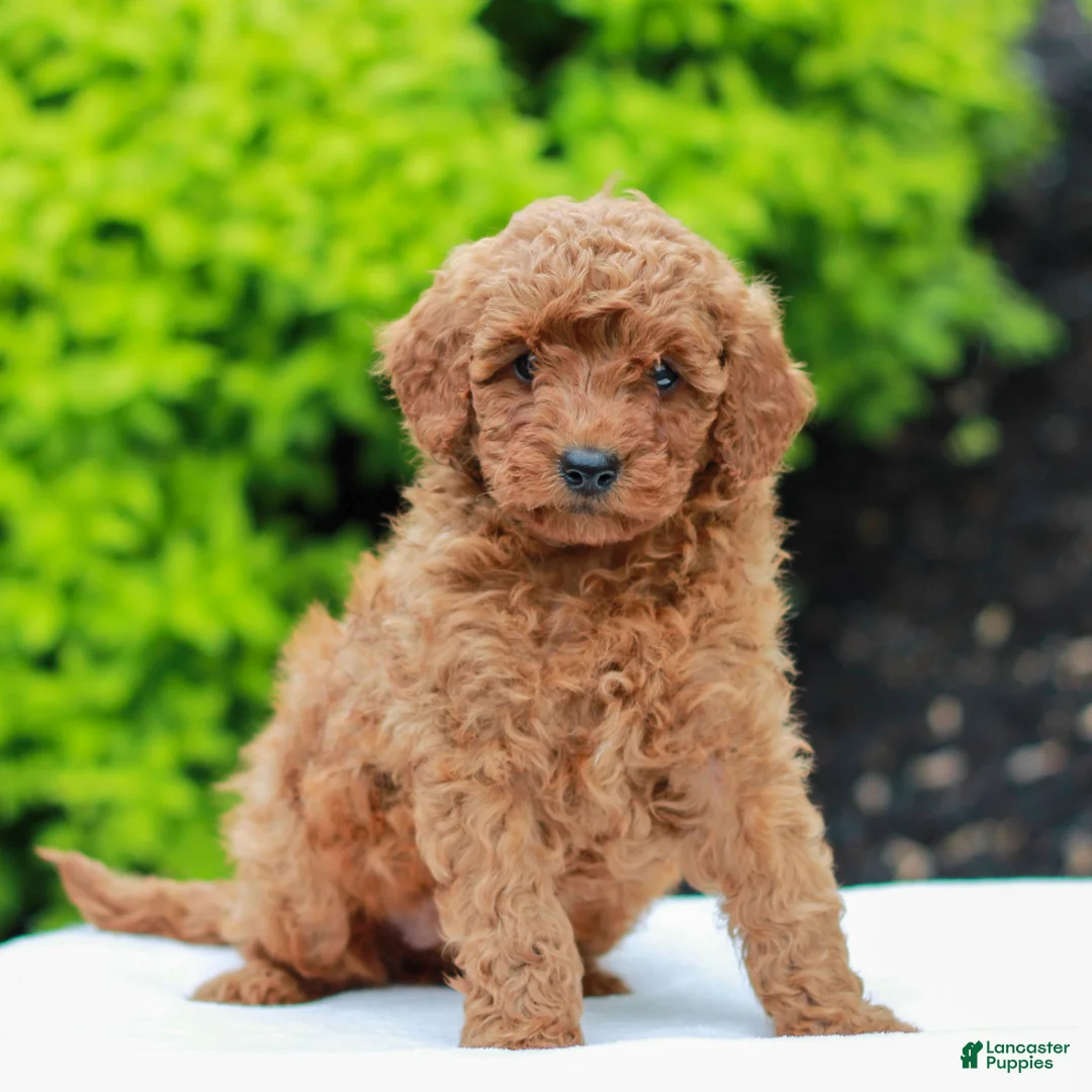 Mini Goldendoodle dogs for sale: Wendy  - Ad 1