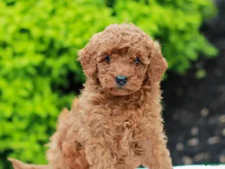 Mini Goldendoodle dogs for sale: Wendy - Ad 3