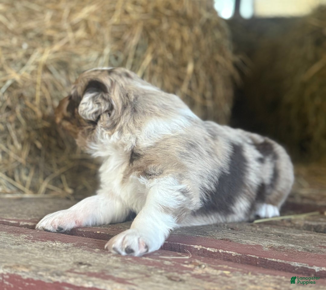 Australian Shepherd dogs for sale: Sugar - Ad 8
