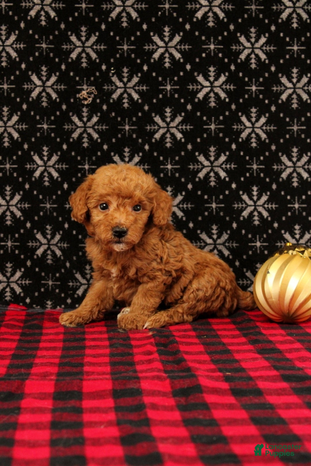 Miniature Poodle dogs for sale: Winter - Ad 4