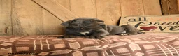 Cane Corso dogs for sale: Rowdy - Ad 3