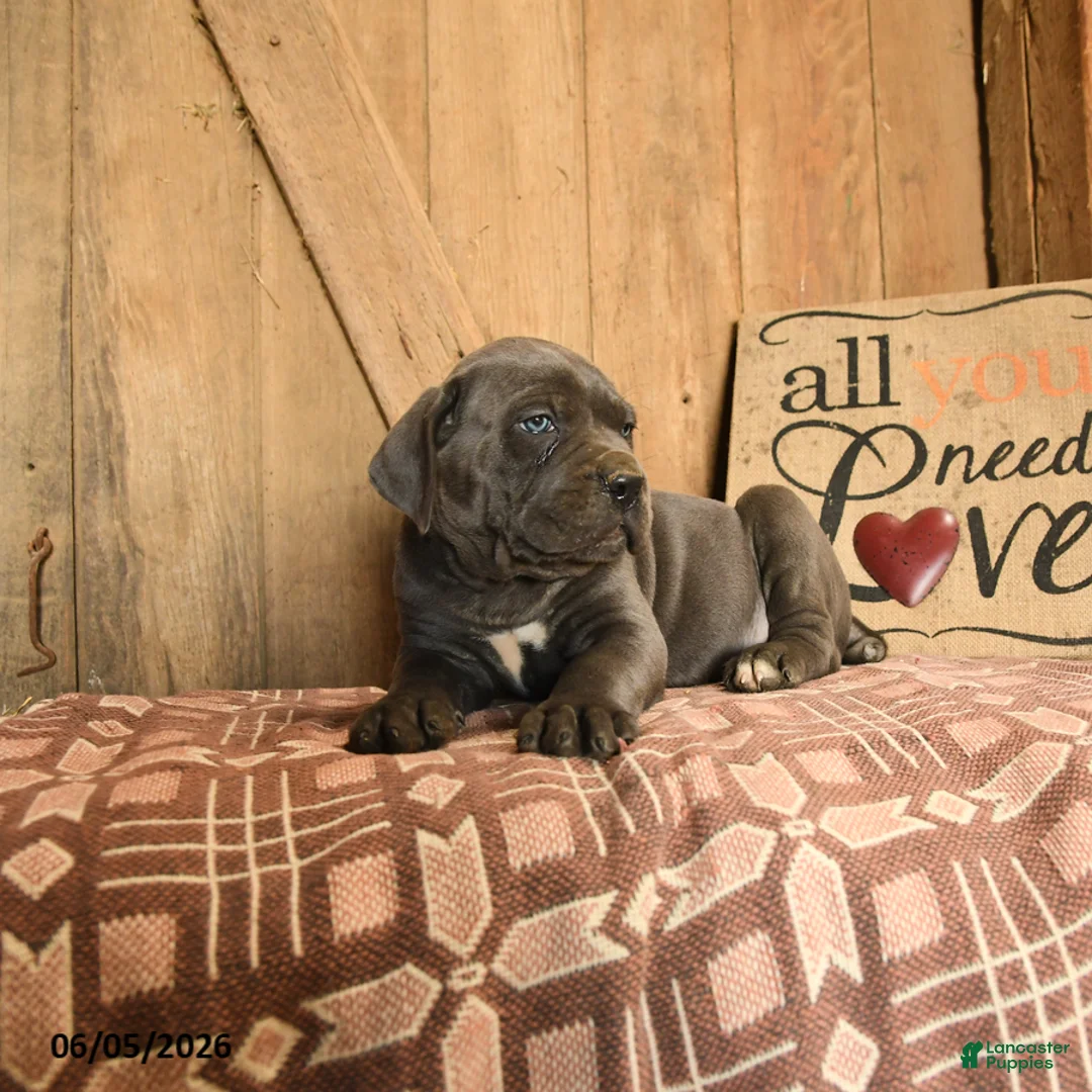 Cane Corso dogs for sale: Rowdy - Ad 3