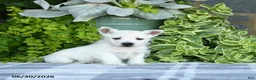 West Highland Terrier dogs for sale: Angalyn - Ad 5