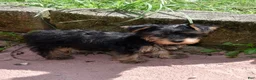 Yorkiepoo dogs for sale: Sapphire  - Ad 3
