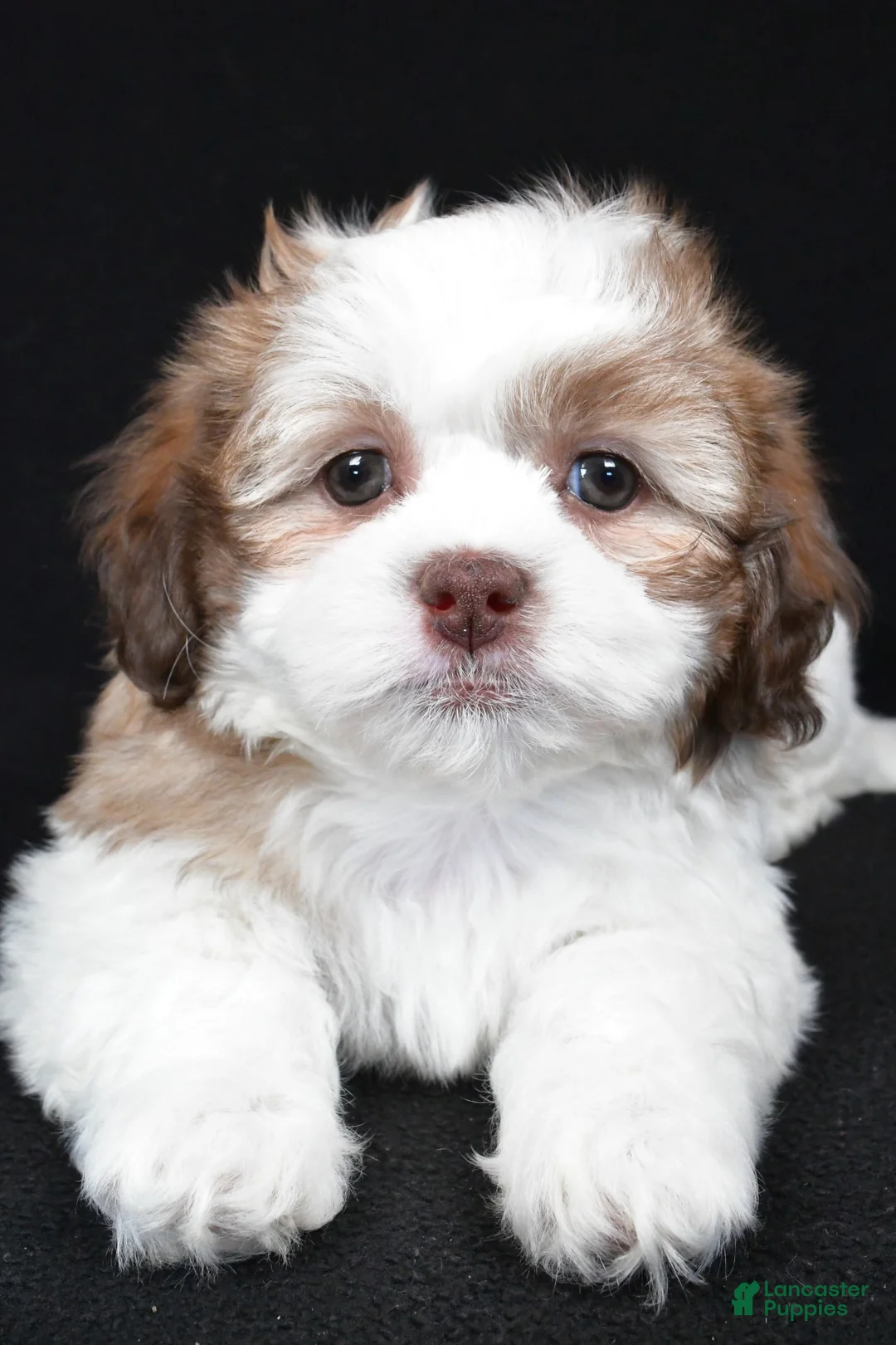 Teddy Bear dogs for sale: fiynn - Ad 1