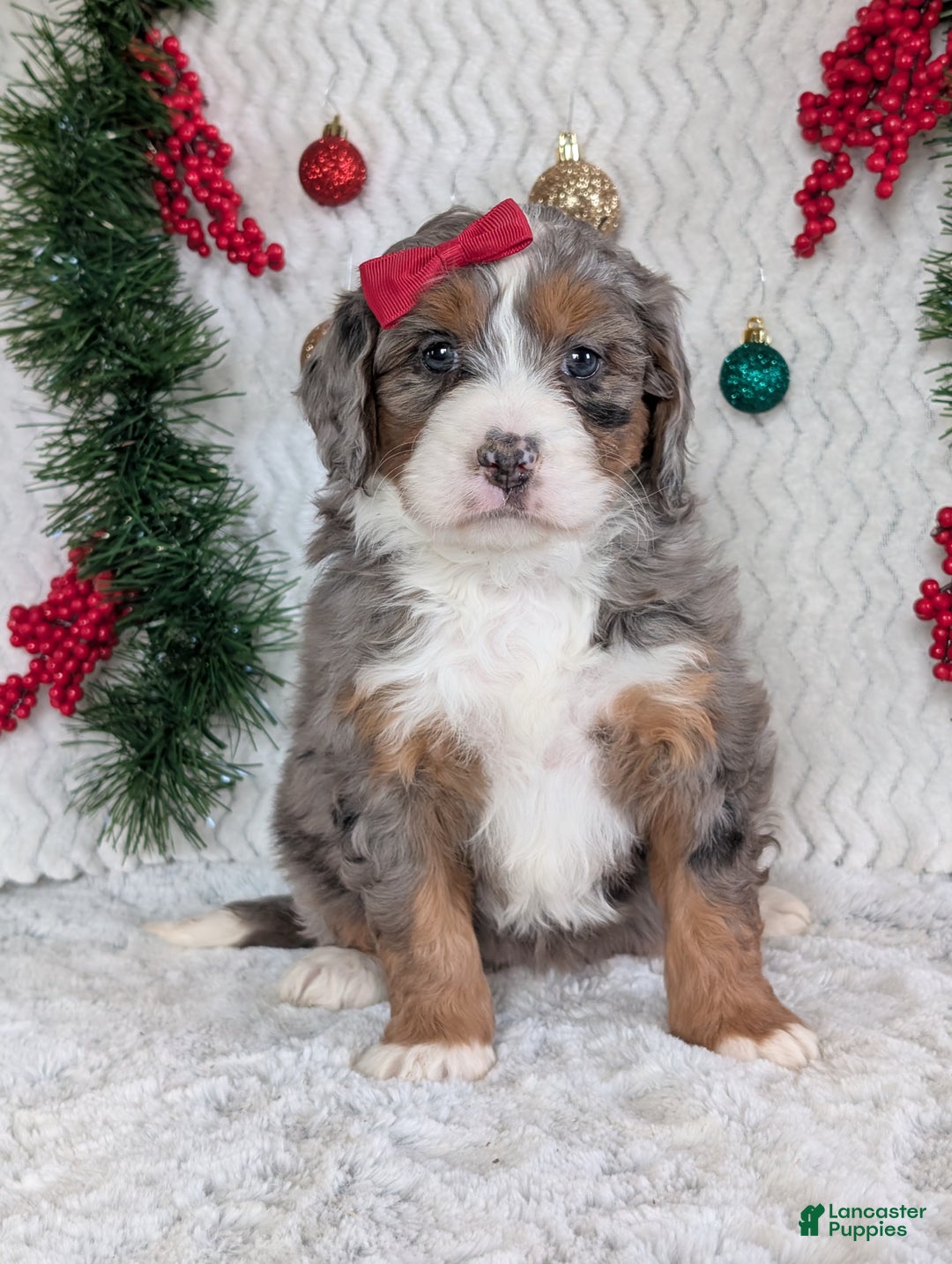 Mini Bernedoodle dogs for sale: Mini Darcy  - Ad 11