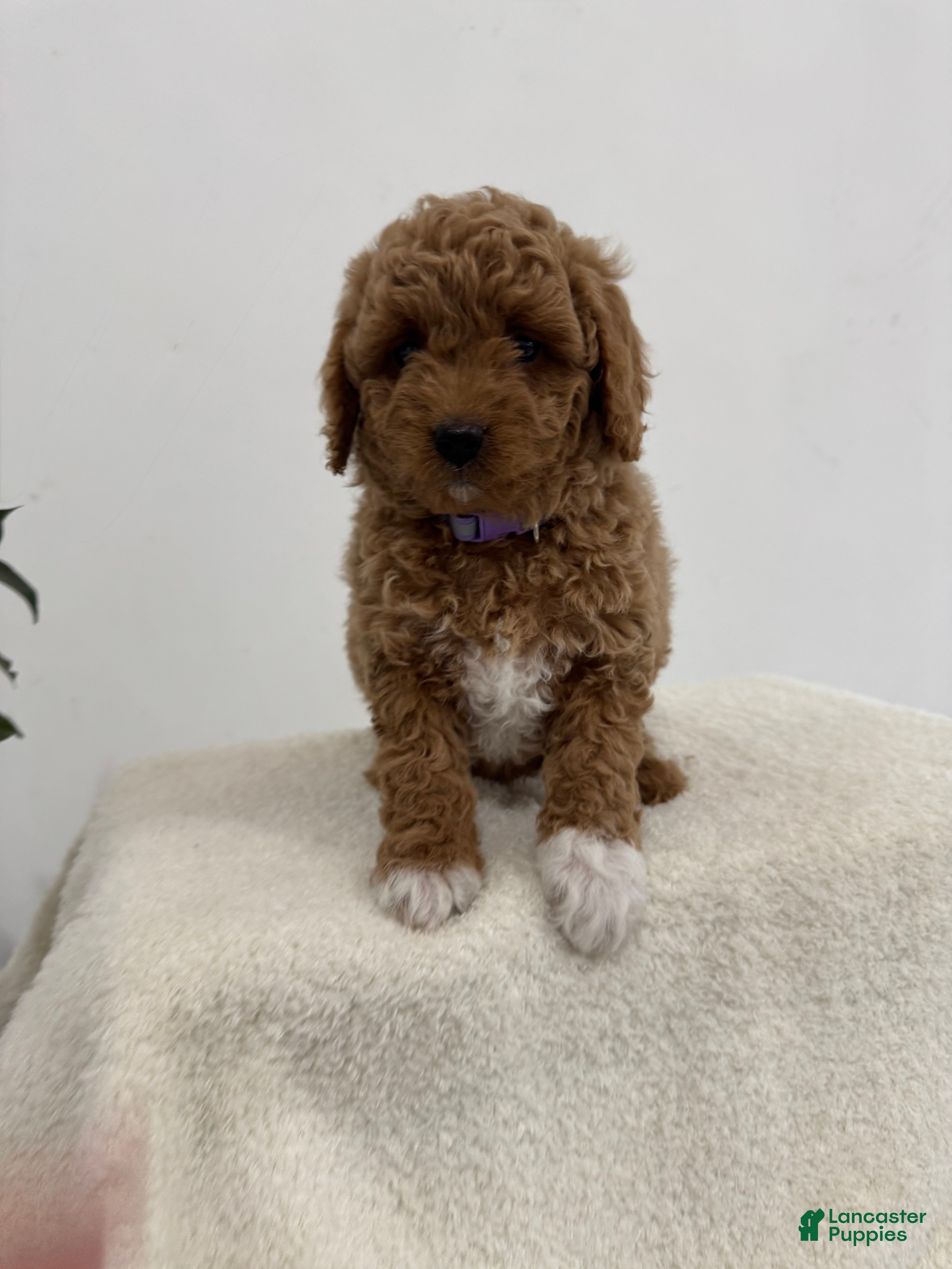 Mini Goldendoodle dogs Purple - Ad 28