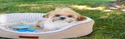 Shih Tzu dogs for sale: Theon  - Ad 8