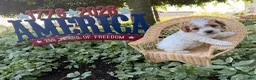 Cockapoo dogs for sale: Daisy  - Ad 3