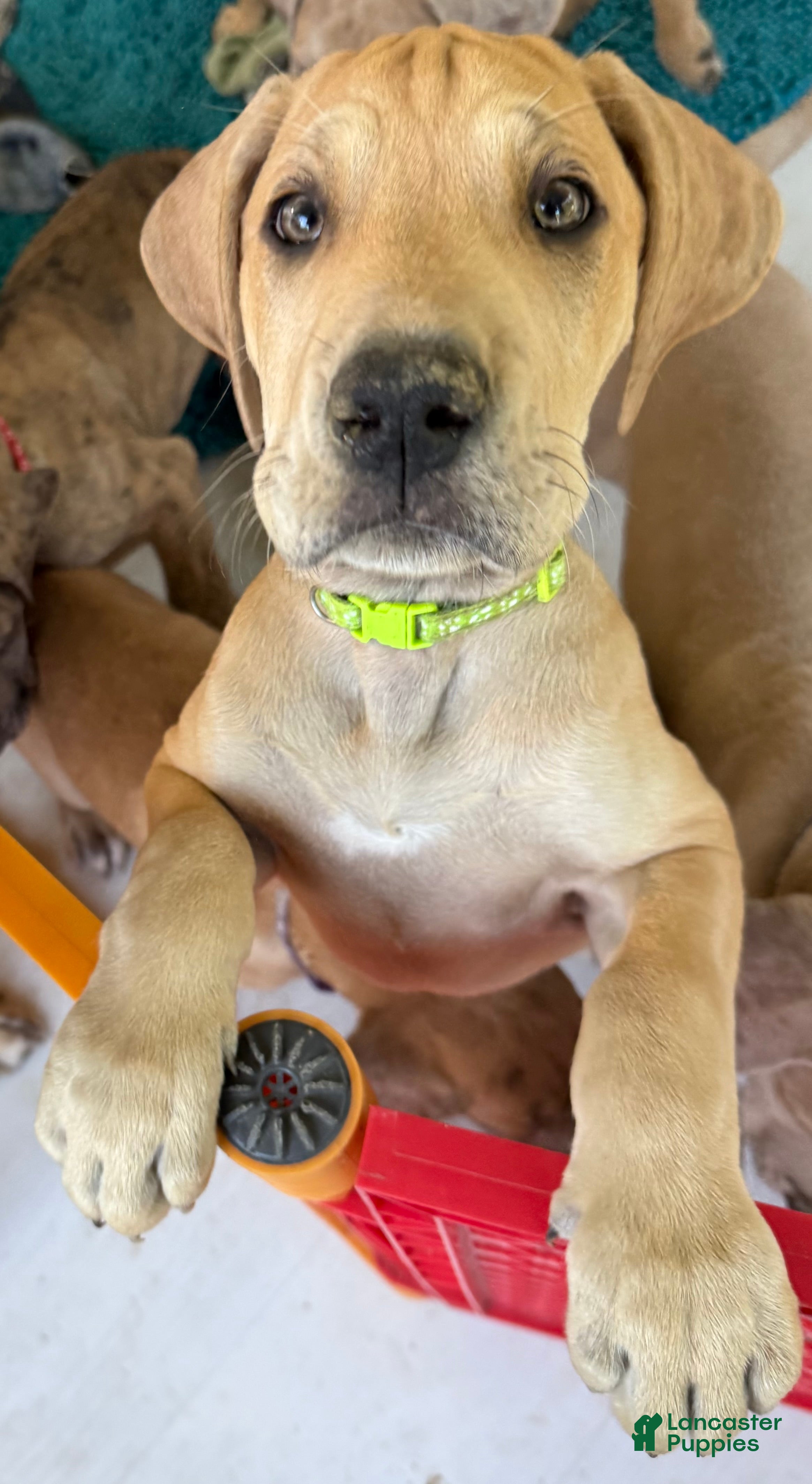 Great Dane dogs Lime - Ad 35