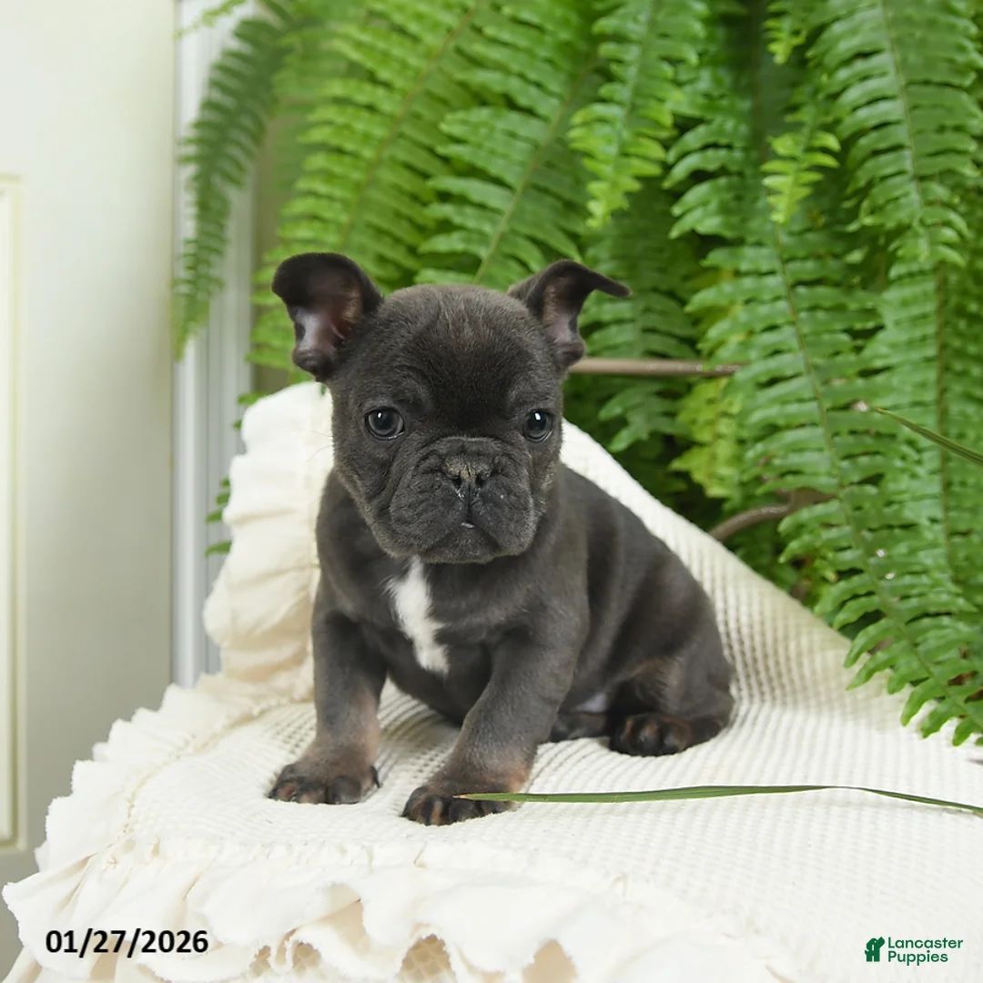 French Bulldog dogs for sale: Texas - Ad 9