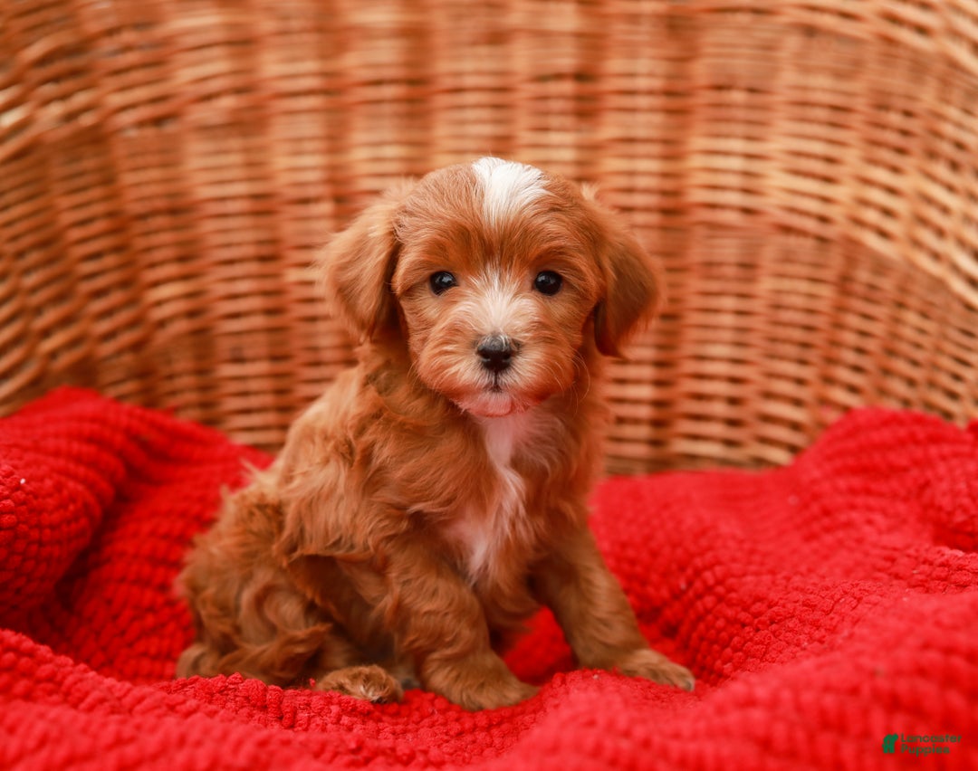 Havapoo dogs for sale: Brody - Ad 2