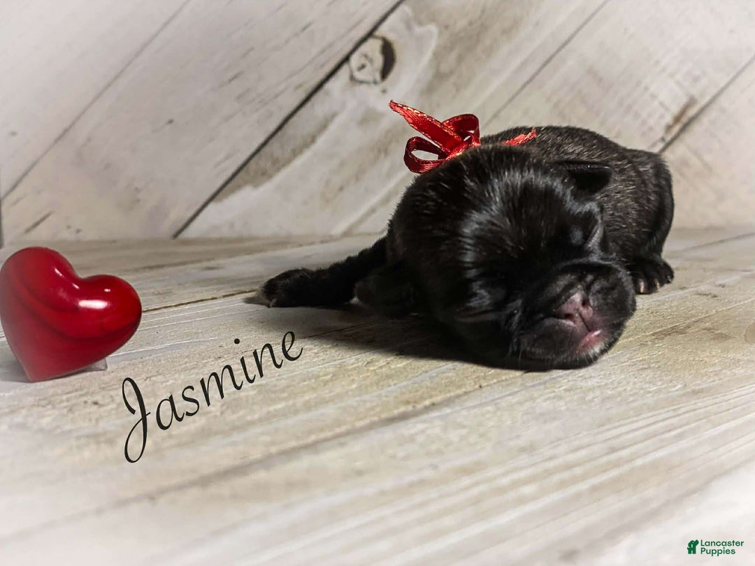 Pug dogs for sale: Jasmine - Ad 2
