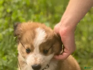 Mixed Breed dogs for sale: ♥️HAPPY GIRL HEIDI♥️ - Ad 4
