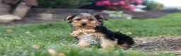 Yorkiepoo dogs for sale: Myles - Ad 1