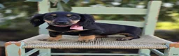 Miniature Dachshund dogs for sale: Trixie - Ad 5