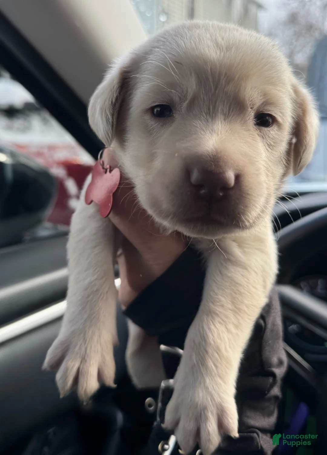 Labrador Retriever dogs for sale: Labrador Retriever Puppy 1 - Ad 7