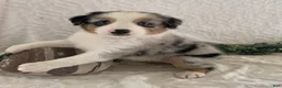 Australian Shepherd dogs for sale: Ruby - Ad 5