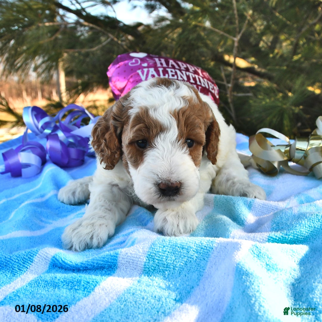 Mini Goldendoodle dogs for sale: Oakley - Ad 3