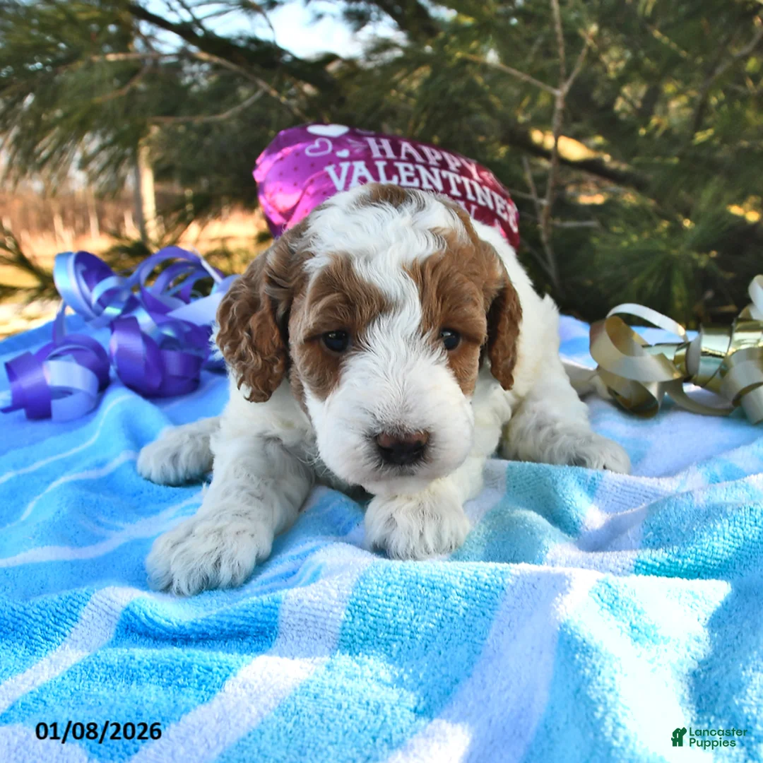 Mini Goldendoodle dogs for sale: Oakley - Ad 13