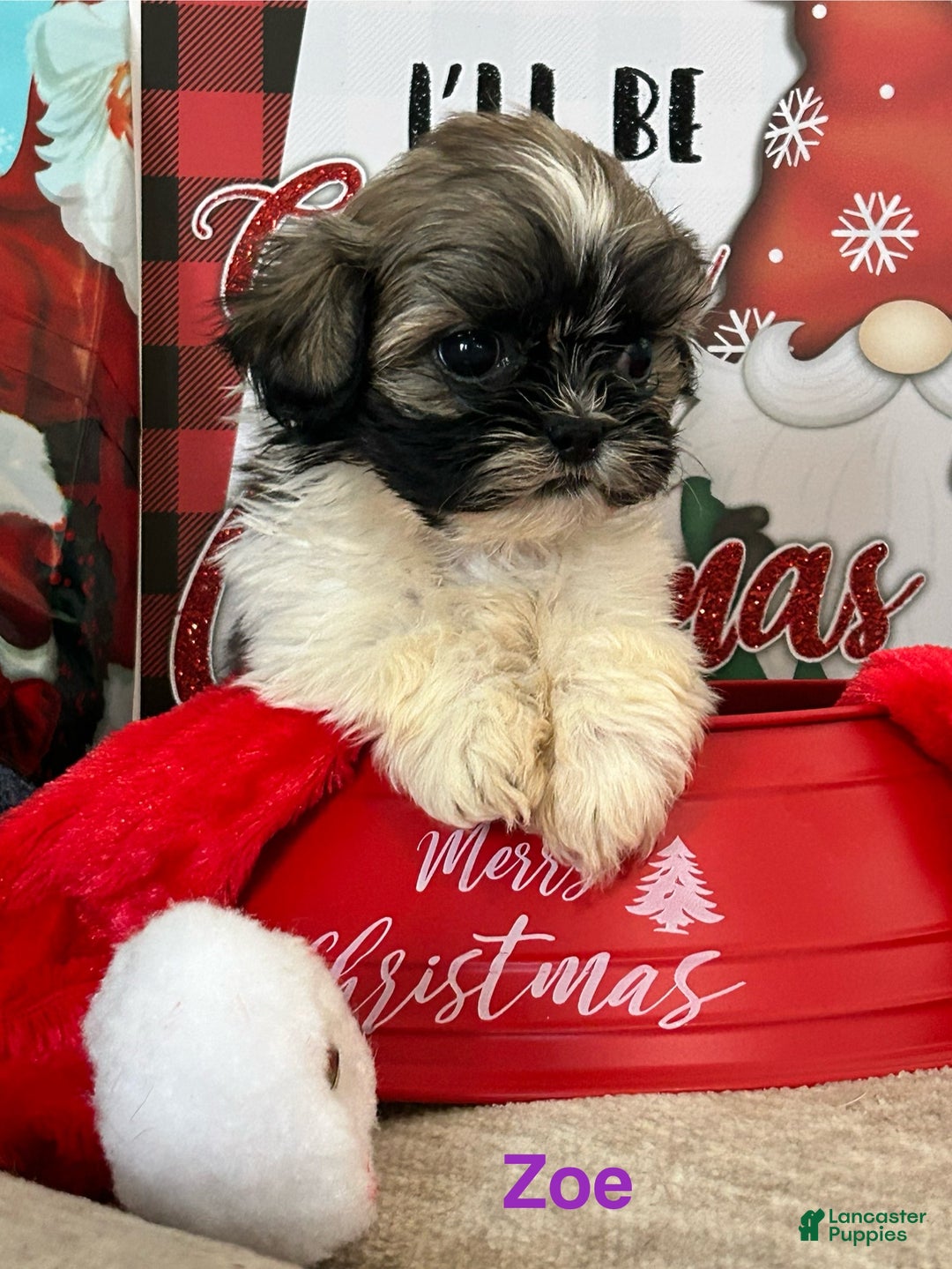 Shih Tzu dogs for sale: Shih Tzu Puppy 6 - Ad 1