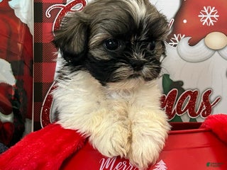 Shih Tzu dogs Shih Tzu Puppy 6 - Ad 28