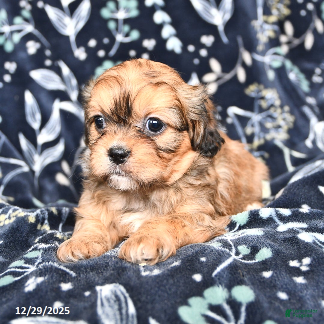 Mixed Breed dogs for sale: Bailey - Ad 3