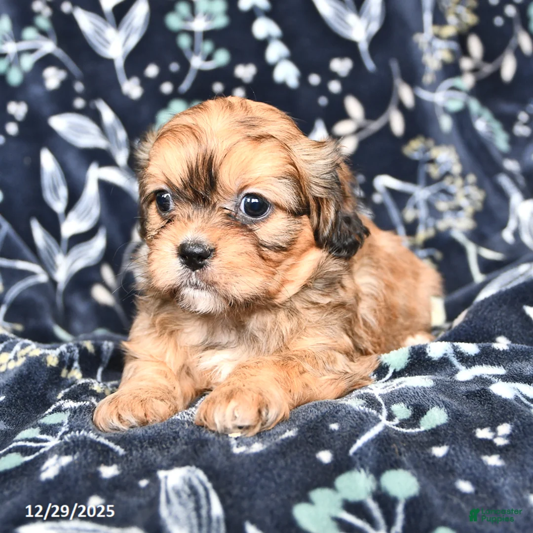 Mixed Breed dogs for sale: Bailey - Ad 3