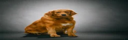 Golden Retriever dogs for sale: Honey - Ad 10