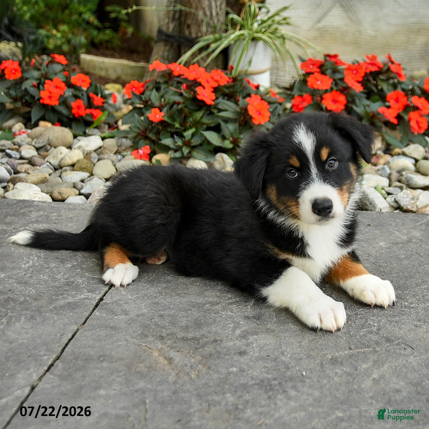 Australian Shepherd dogs Arden - Ad 2