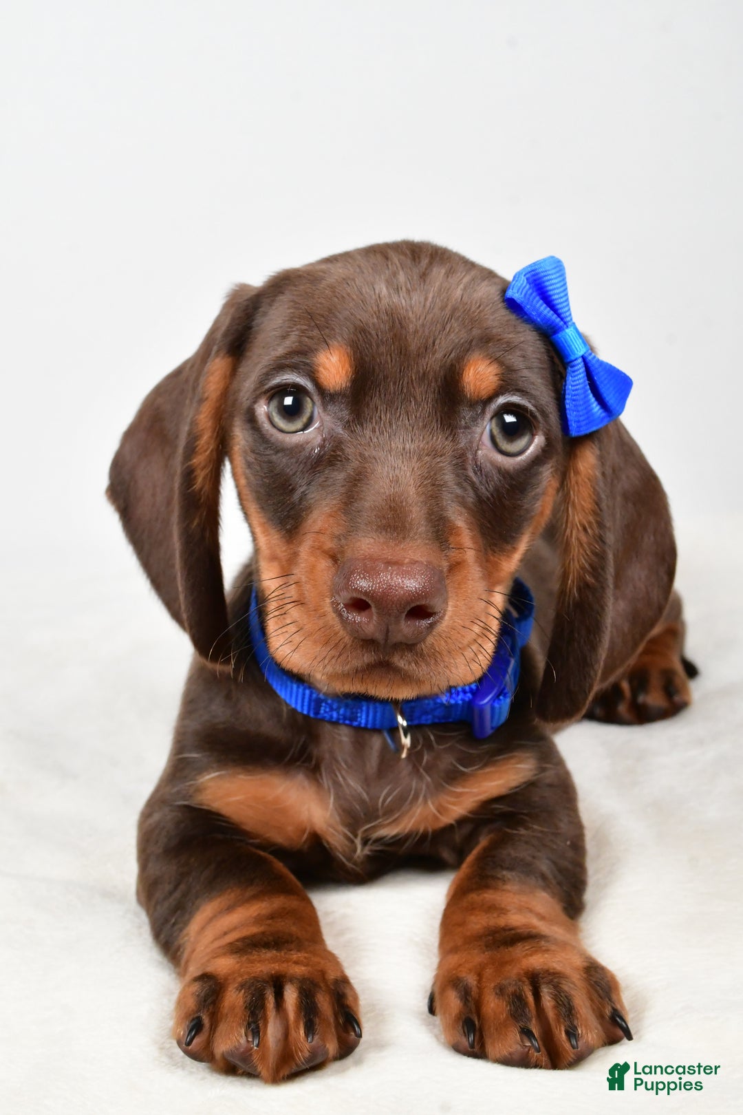 Miniature Dachshund dogs for sale: Kendall - Ad 8
