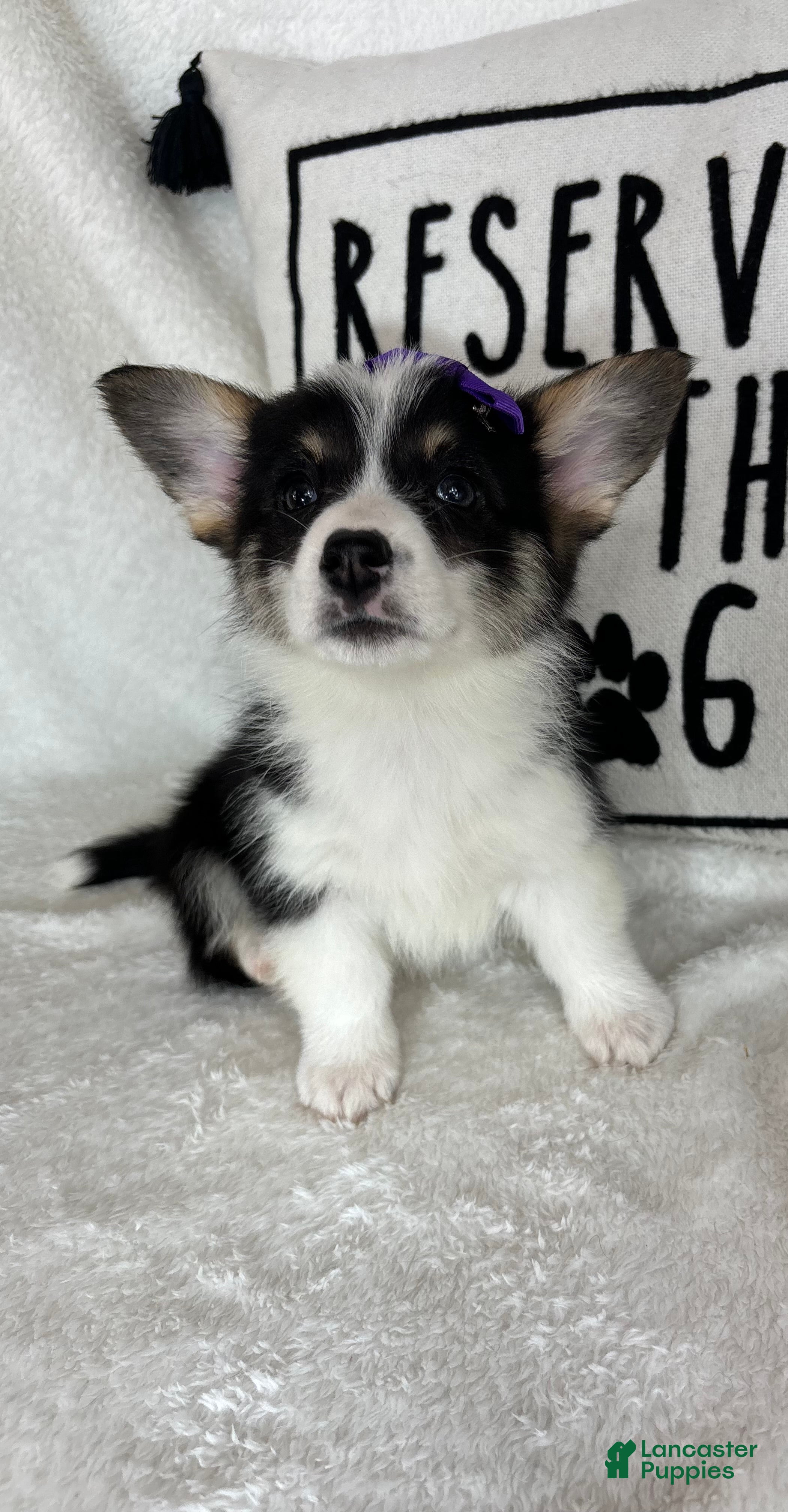 Welsh Corgi Pembroke dogs Chloe - Ad 39