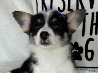 Welsh Corgi Pembroke dogs Chloe - Ad 39
