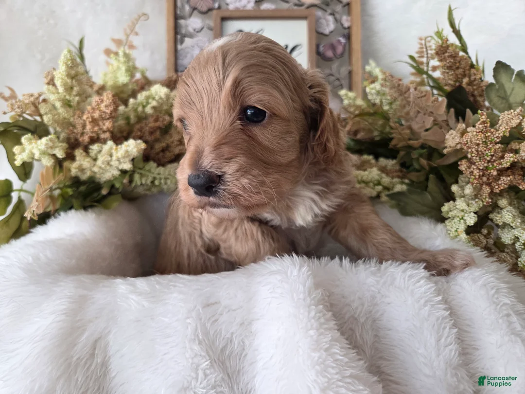 Cockapoo dogs for sale: Cockapoo Puppy 4 - Ad 4