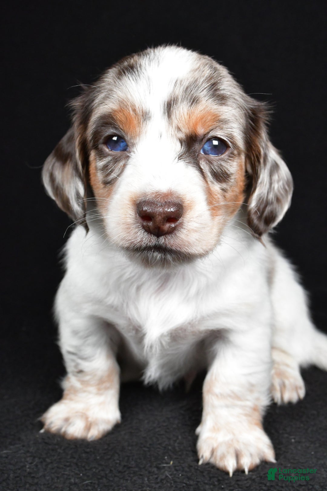 Miniature Dachshund dogs for sale: Chase  - Ad 2