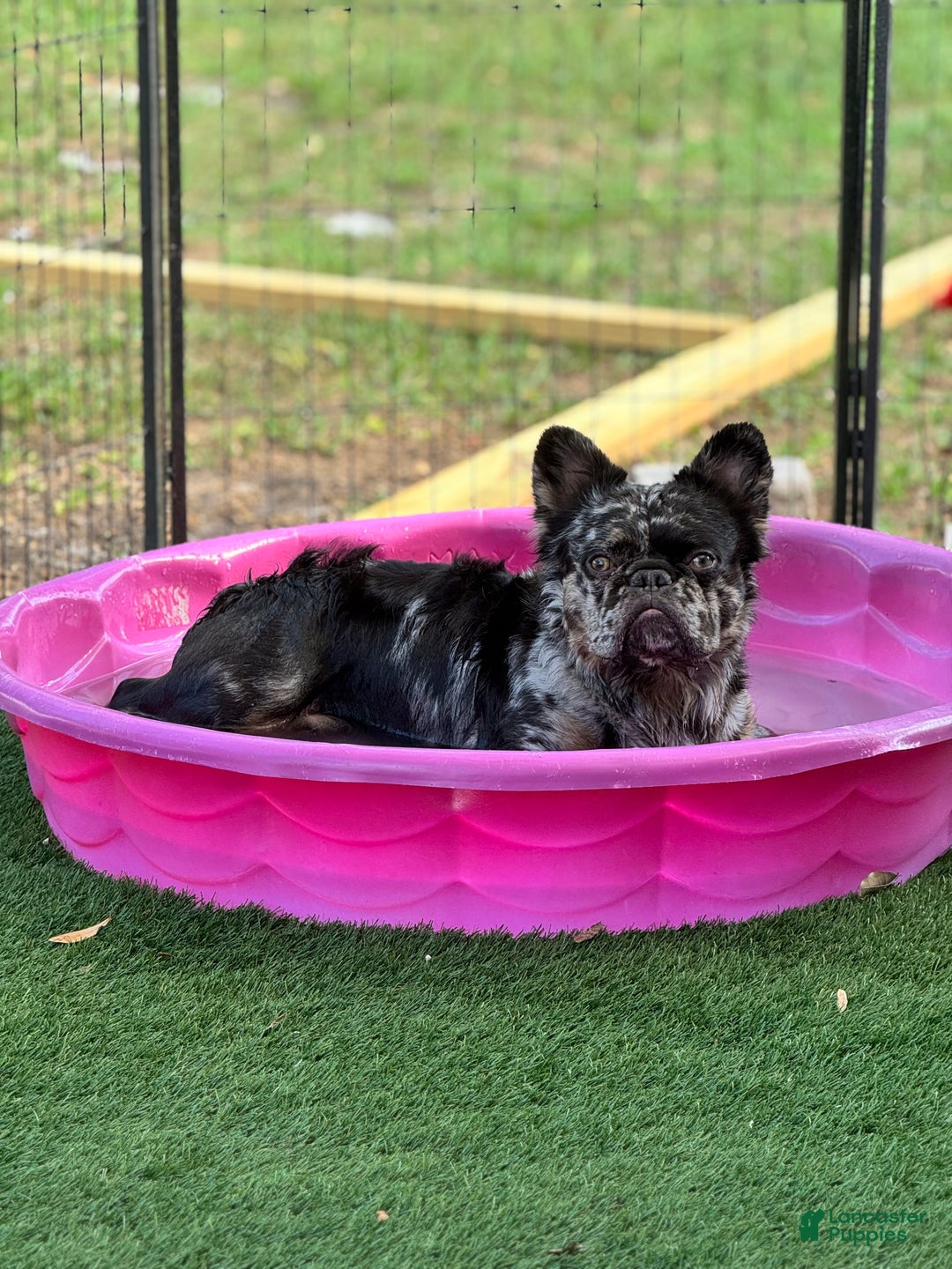 French Bulldog dogs for sale: Nacho - Ad 6