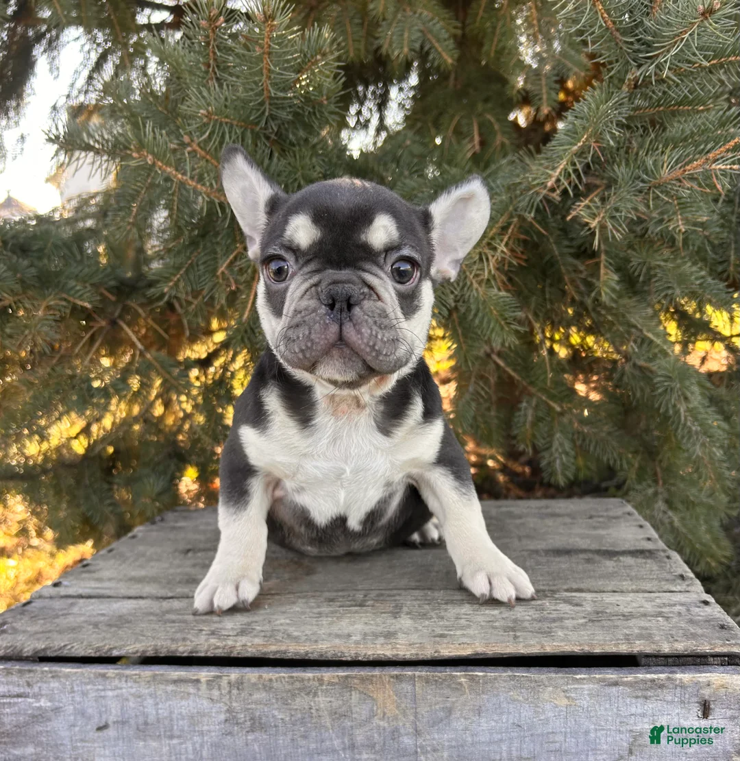 French Bulldog dogs for sale: Romeo - Ad 4