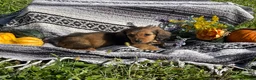 Miniature Dachshund dogs for sale: Alphonse - Longhaired - Ad 3