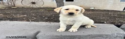 Labrador Retriever dogs for sale: Honey - Ad 2