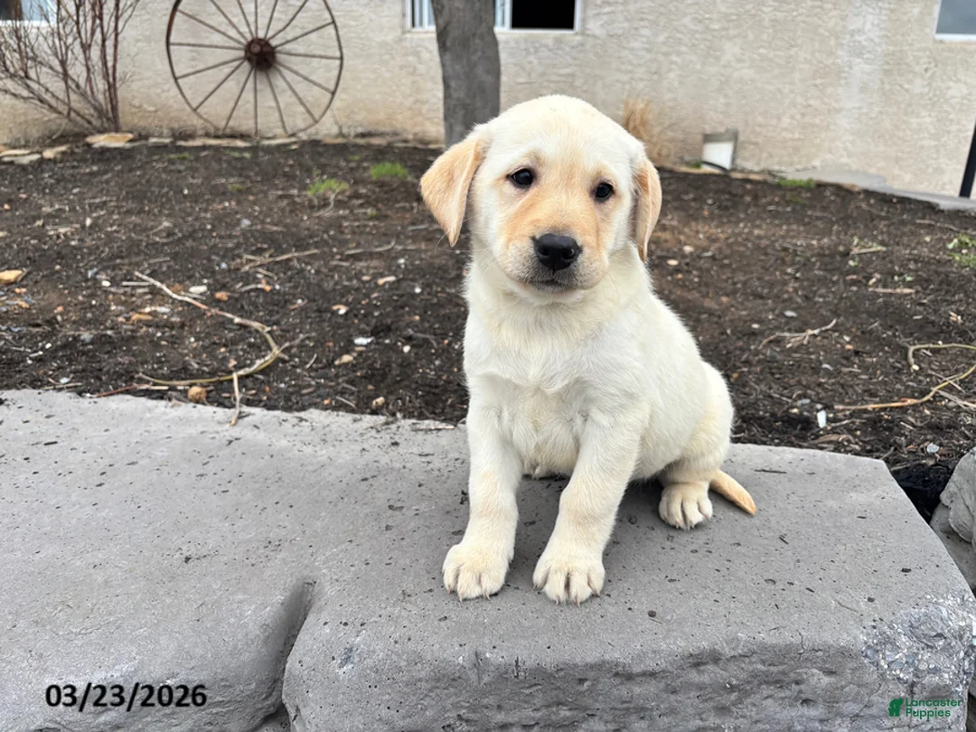 Labrador Retriever dogs for sale: Honey - Ad 2