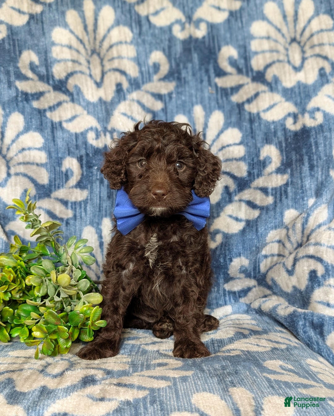 Blue Eyes Chocolate Mini Poodle Miniature Poodle For Sale Near Me