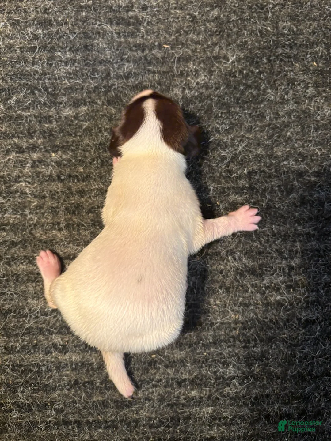 German Shorthaired Pointer dogs for sale: German Shorthaired Pointer Female 3 - Ad 1