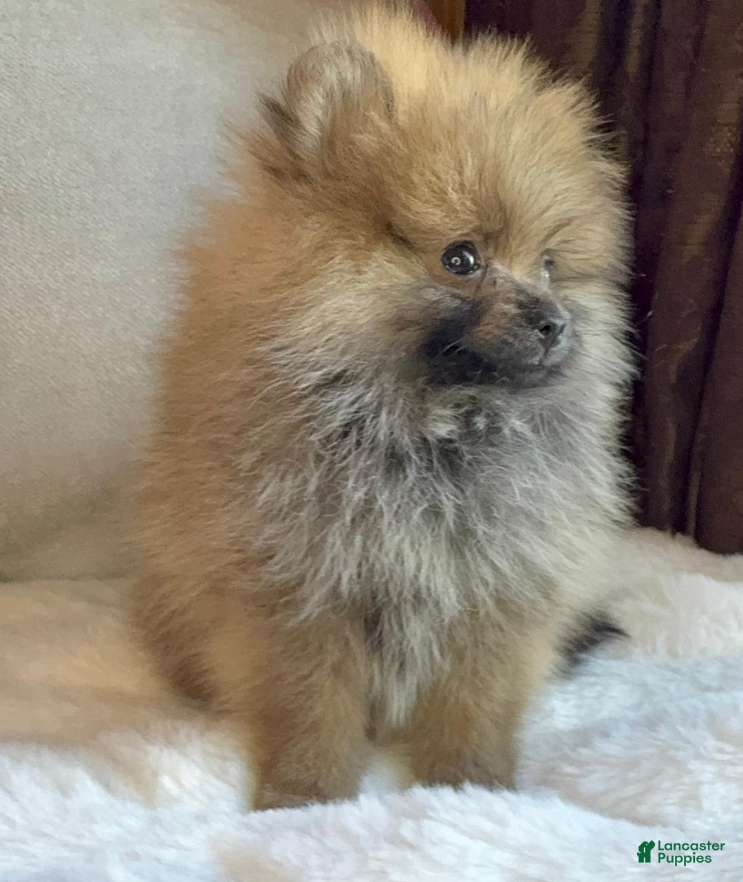 Pomeranian dogs for sale: Pomeranian Puppy tea cup Lulu  - Ad 5