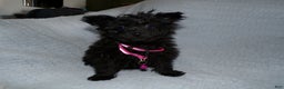 Pomapoo dogs for sale: Pomapoo Puppy 2 Bailey - Ad 3
