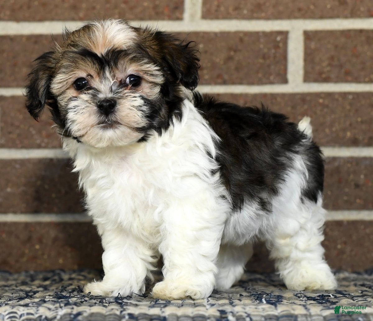 Havanese dogs Buster - Ad 23