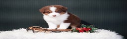 Miniature Australian Shepherd dogs for sale: Barney - Ad 7