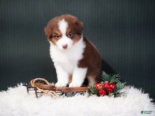 Miniature Australian Shepherd dogs Barney - Ad 5
