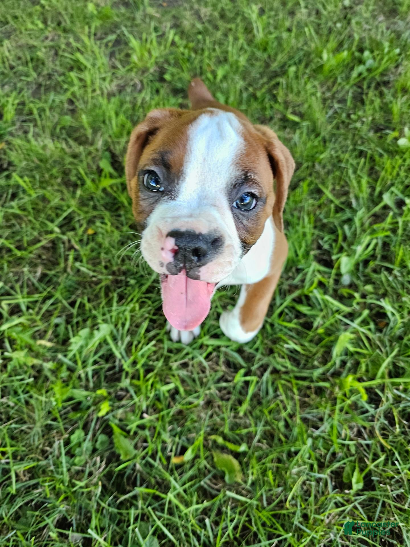 Boxer dogs Boxer 1 - Ad 1